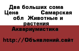 Два больших сома › Цена ­ 3 000 - Самарская обл. Животные и растения » Аквариумистика   